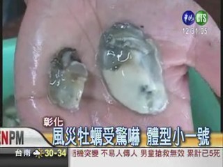 颱風肆虐 牡蠣被嚇到暴瘦