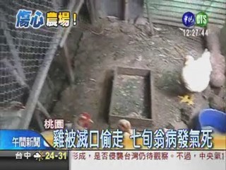 傷心農場... 雞遭竊 七旬翁氣死