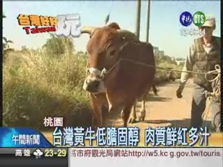 台灣黃牛數量少 有錢吃不到!