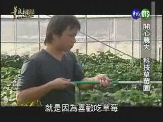 開心農夫 科技草莓園