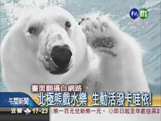 北極熊戲水照 奪國際攝影大獎
