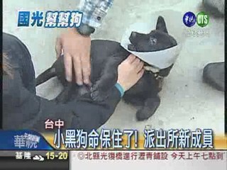 小黑狗被撞傷 警集資搶救