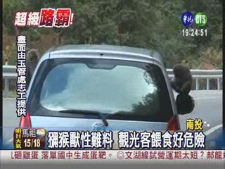 攔車搶食物! 台灣獼猴超鴨霸