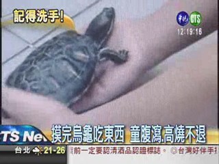 摸烏龜沒洗手 童敗血症險喪命