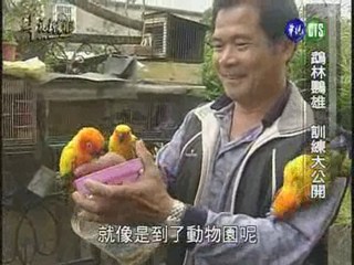 鵡林鸚雄 訓練大公開