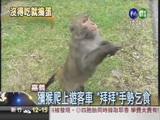 潑猴向遊客乞食 不給就"便便"
