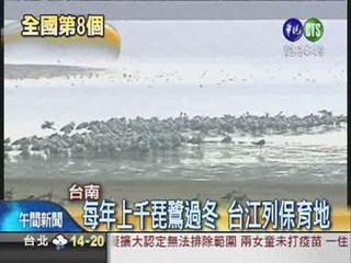 台江國家公園 黑面琵鷺的最愛