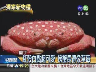 全球新品種 "草莓蟹"卡哇依