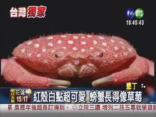 台灣獨家品種 可愛"草莓蟹"