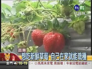 自己種草莓 10天就能收成