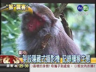 台灣獼猴紀錄片 赴美奪2大獎