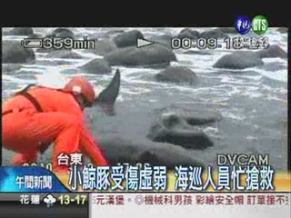 小鯨豚迷航 擱淺台東海岸