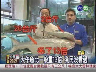 震出26斤大午魚? 漁民皆驚奇