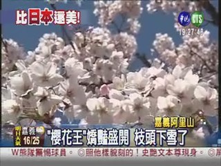 阿里山櫻花季 美得像日本!