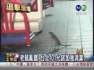 噁!台北101驚見死鼠 遊客嚇傻