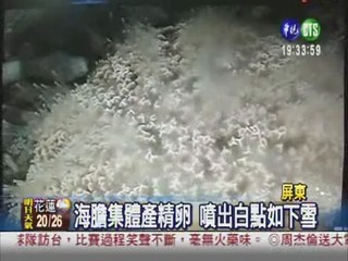 海膽集體生殖 墾丁海底下雪了