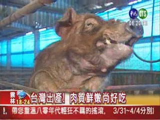台灣豬肉尚讚 世界第一等!