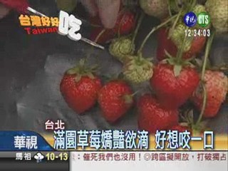 不用到苗栗! 台北也能採草莓
