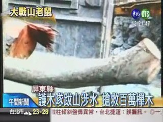 搶救台灣櫸木 林管處鬥山老鼠