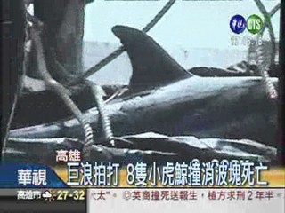 25隻小虎鯨擱淺 8死17獲救