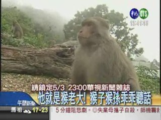 就愛台灣獼猴! 照顧22年不間斷