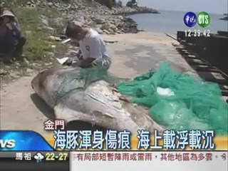 海豚接連喪命 亂置漁網害的?