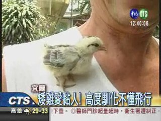 日本矮雞當寵物 蹓"雞"好吸睛