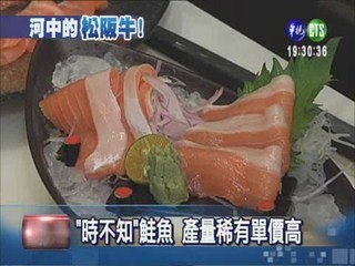 河中的"松阪牛"! 頂級鮭魚嚐鮮