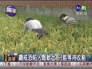 鑽戒掉稻田中 老翁動員日夜找