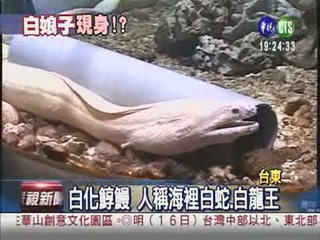 海中白龍王 罕見白化鯙鰻亮相