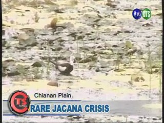 Rare Jacana Crisis
