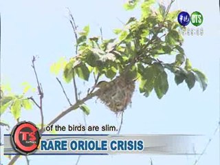 Rare Oriole Crisis
