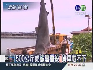 500公斤虎鯊出沒 通宵戲水當心!