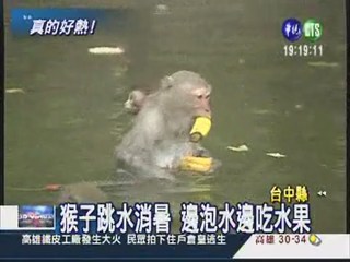 天太熱! 山區猴子跳水消暑