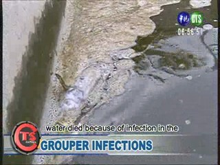 Grouper Infections