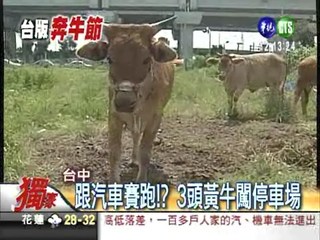 台灣"奔牛節"!? 3頭黃牛逛大街