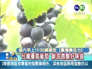 台灣優質葡萄 鮮甜微酸好味道