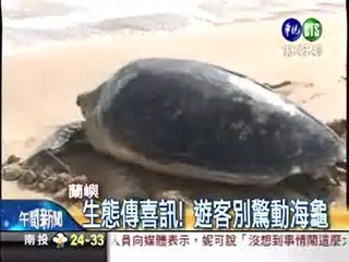 綠蠵龜登蘭嶼產卵 數量爆增