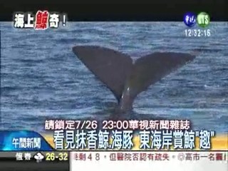 "鯨"奇之旅! 乘風破浪賞鯨豚