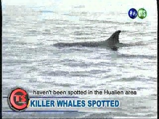 Killer Whales Spotted