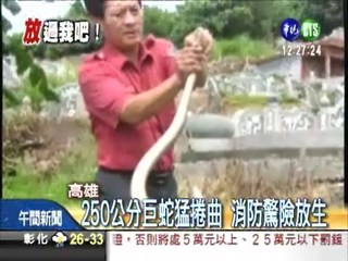 家有250公分巨蛇 驚險圍捕