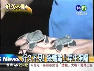 好久不見! 綠蠵龜回台灣產卵