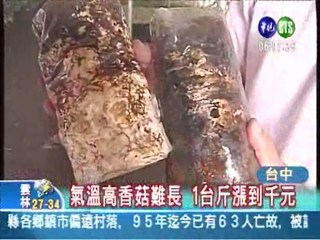 天熱香菇漲 1斤飆破千元