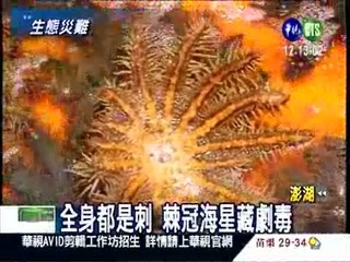 澎湖生態災難! 棘冠海星大爆發