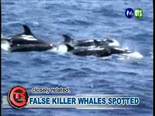 False Killer Whales Spotted