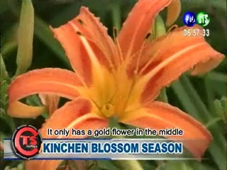 Kinchen Blossom Season