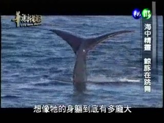 海中精靈 鯨豚在跳舞