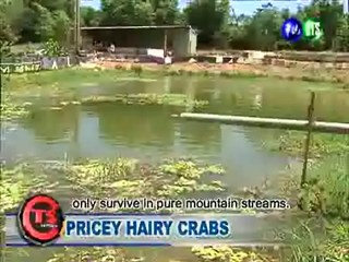 Pricey Hairy Crabs