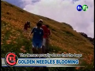 Golden Needles Blooming