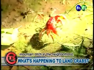 What's Happening to Land Crabs?
